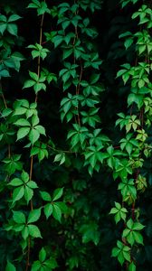 Preview wallpaper leaves, plant, green, grapes, vine