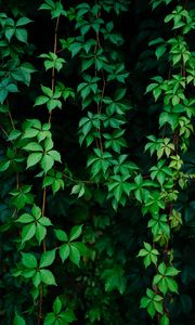 Preview wallpaper leaves, plant, green, grapes, vine