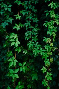 Preview wallpaper leaves, plant, green, grapes, vine