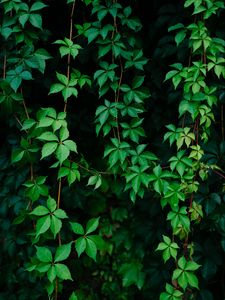 Preview wallpaper leaves, plant, green, grapes, vine