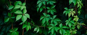 Preview wallpaper leaves, plant, green, grapes, vine