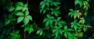 Preview wallpaper leaves, plant, green, grapes, vine