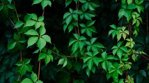 Preview wallpaper leaves, plant, green, grapes, vine