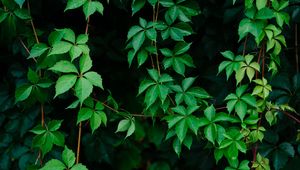 Preview wallpaper leaves, plant, green, grapes, vine