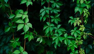 Preview wallpaper leaves, plant, green, grapes, vine