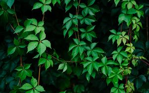 Preview wallpaper leaves, plant, green, grapes, vine