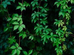 Preview wallpaper leaves, plant, green, grapes, vine