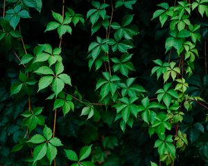 Preview wallpaper leaves, plant, green, grapes, vine