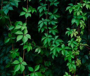 Preview wallpaper leaves, plant, green, grapes, vine