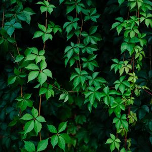 Preview wallpaper leaves, plant, green, grapes, vine