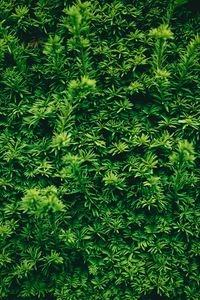 Preview wallpaper leaves, plant, green, texture