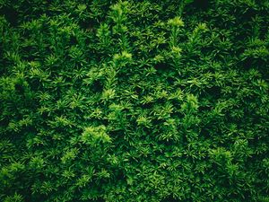 Preview wallpaper leaves, plant, green, texture
