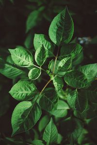 Preview wallpaper leaves, plant, green, vegetation, greens