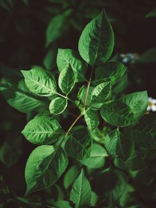 Preview wallpaper leaves, plant, green, vegetation, greens