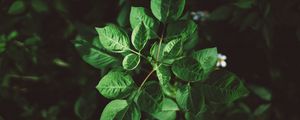 Preview wallpaper leaves, plant, green, vegetation, greens