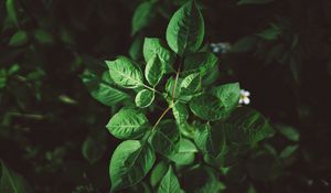 Preview wallpaper leaves, plant, green, vegetation, greens