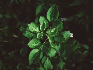 Preview wallpaper leaves, plant, green, vegetation, greens