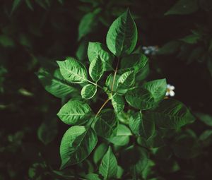 Preview wallpaper leaves, plant, green, vegetation, greens