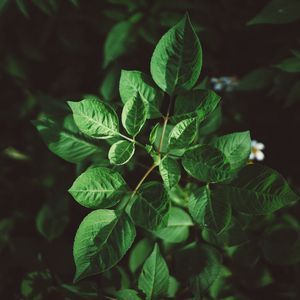 Preview wallpaper leaves, plant, green, vegetation, greens