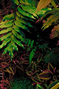 Preview wallpaper leaves, plant, green, vegetation