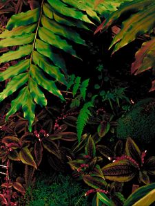 Preview wallpaper leaves, plant, green, vegetation