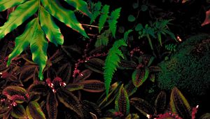 Preview wallpaper leaves, plant, green, vegetation