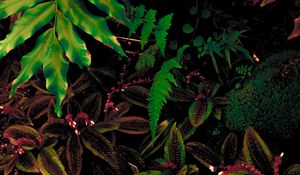 Preview wallpaper leaves, plant, green, vegetation