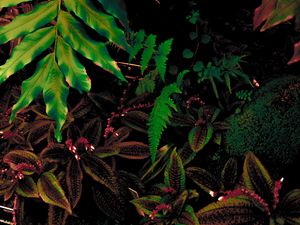 Preview wallpaper leaves, plant, green, vegetation