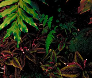 Preview wallpaper leaves, plant, green, vegetation