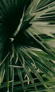 Preview wallpaper leaves, plant, green, shade