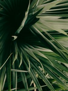 Preview wallpaper leaves, plant, green, shade