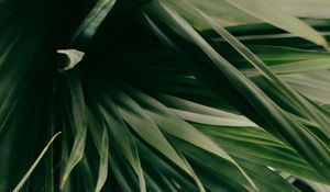 Preview wallpaper leaves, plant, green, shade