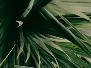 Preview wallpaper leaves, plant, green, shade