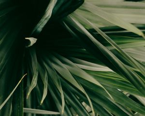 Preview wallpaper leaves, plant, green, shade