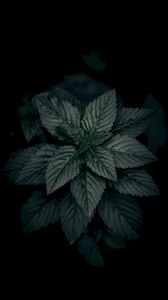Preview wallpaper leaves, plant, green, dark, closeup, macro