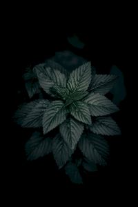 Preview wallpaper leaves, plant, green, dark, closeup, macro