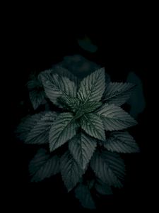 Preview wallpaper leaves, plant, green, dark, closeup, macro