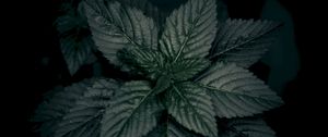 Preview wallpaper leaves, plant, green, dark, closeup, macro