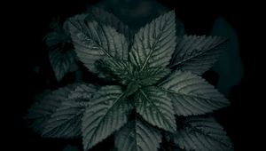 Preview wallpaper leaves, plant, green, dark, closeup, macro