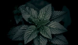 Preview wallpaper leaves, plant, green, dark, closeup, macro