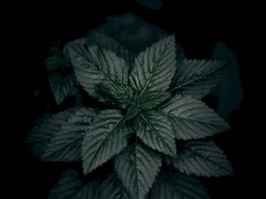 Preview wallpaper leaves, plant, green, dark, closeup, macro