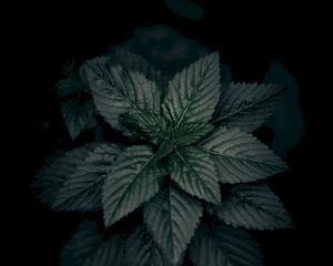 Preview wallpaper leaves, plant, green, dark, closeup, macro