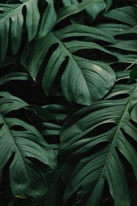 Preview wallpaper leaves, plant, green, dark, vegetation