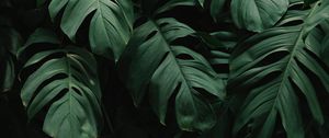 Preview wallpaper leaves, plant, green, dark, vegetation