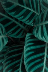 Preview wallpaper leaves, plant, green, striped
