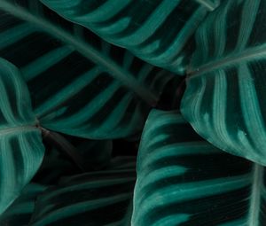 Preview wallpaper leaves, plant, green, striped