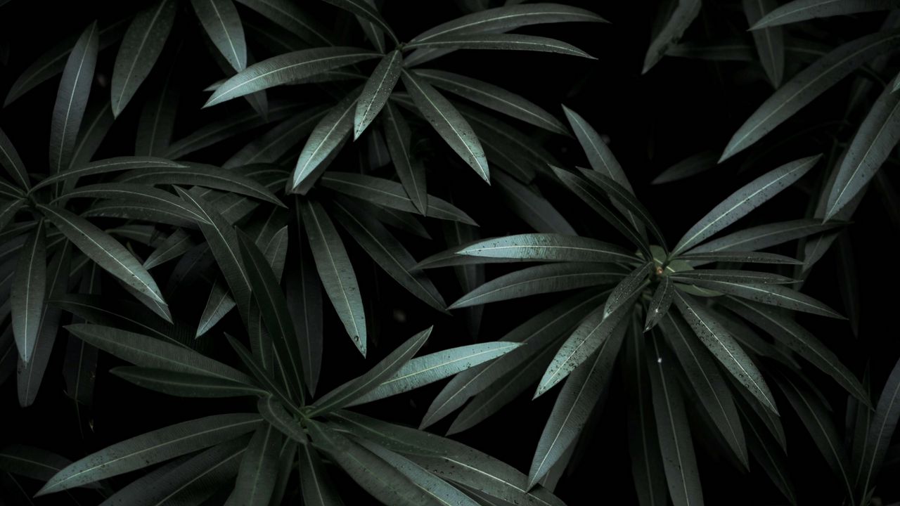 Wallpaper leaves, plant, green, dark, shade
