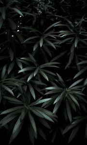Preview wallpaper leaves, plant, green, dark, shade