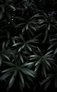 Preview wallpaper leaves, plant, green, dark, shade