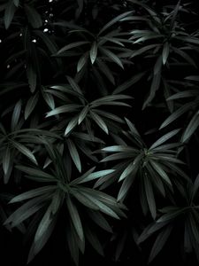 Preview wallpaper leaves, plant, green, dark, shade